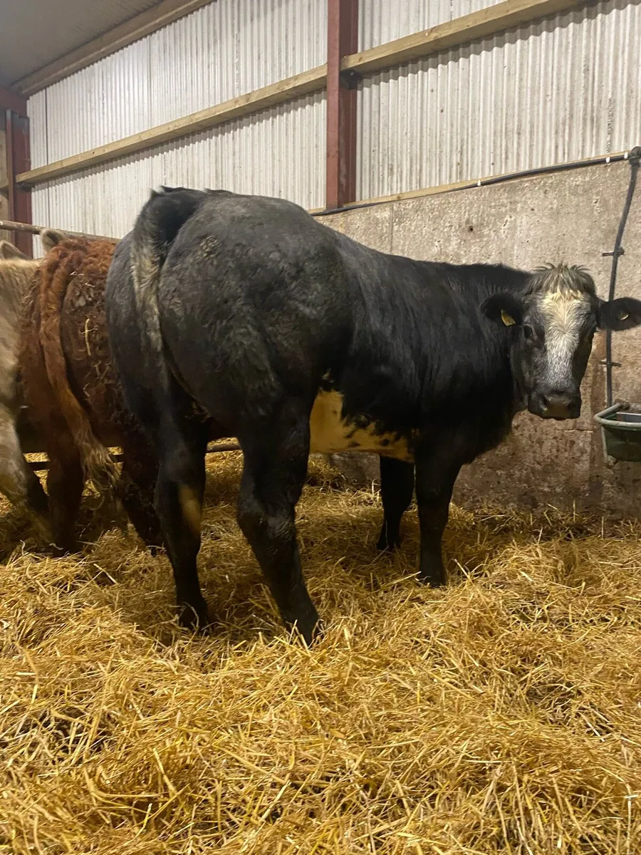 ⭐️ 2 Super bulling heifers ⭐️ - Image 2