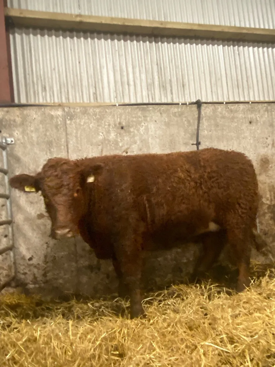 ⭐️ 2 Super bulling heifers ⭐️ - Image 3