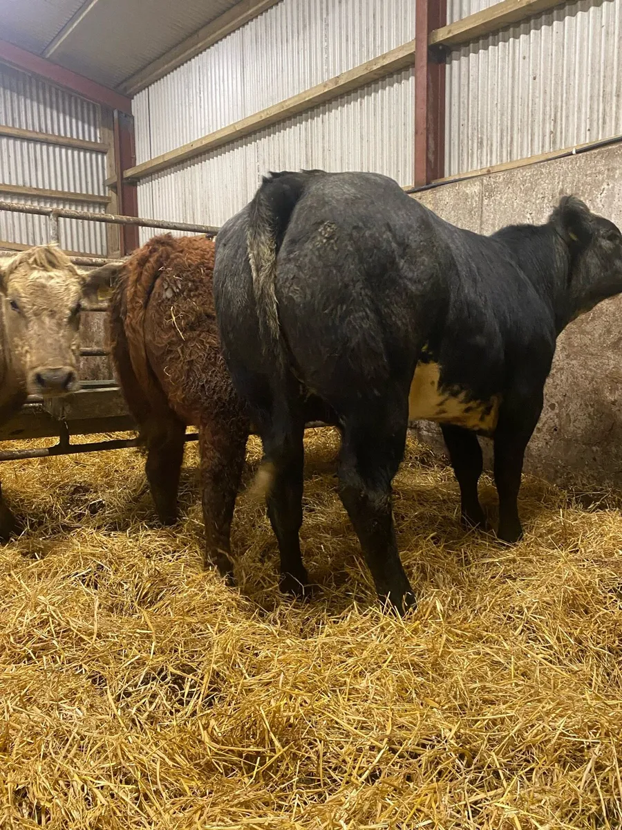 ⭐️ 2 Super bulling heifers ⭐️ - Image 4