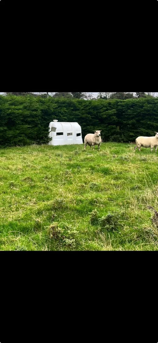 Ram - Image 2
