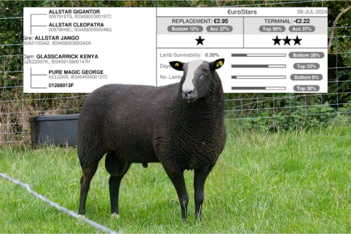 Zwartble Ram PEDIGREE - Image 1