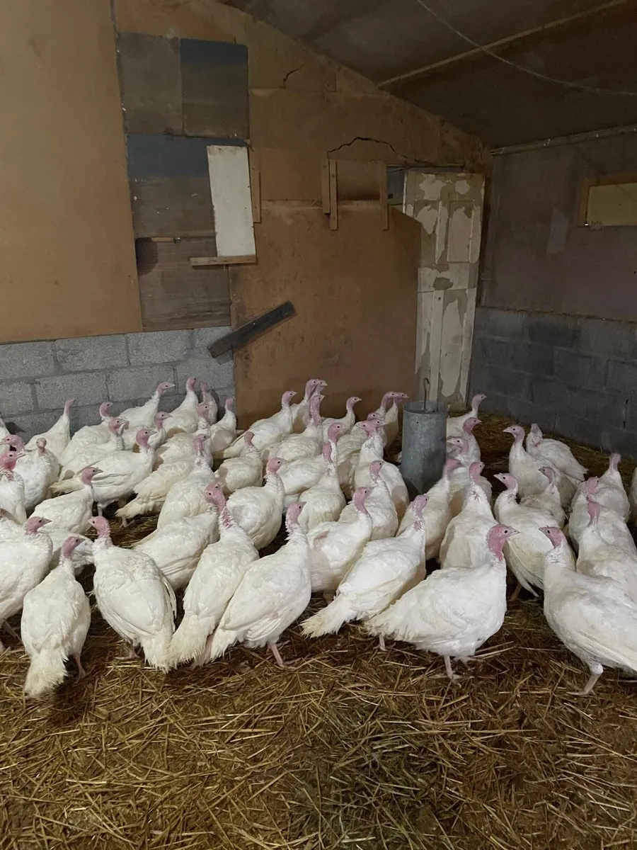 White Turkeys 12-14 weeks old - Image 2