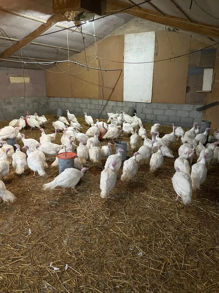 White Turkeys 12-14 weeks old - Image 4