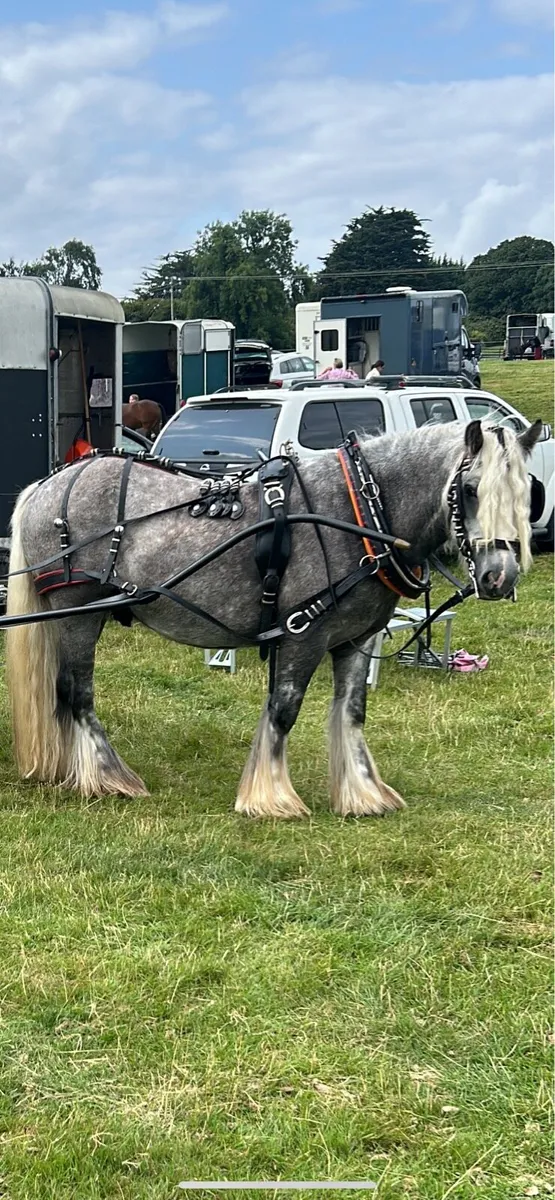 4 wheeler and harness for sale - Image 2