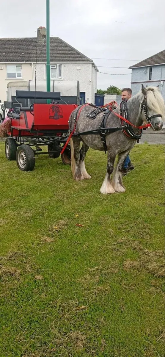 4 wheeler and harness for sale - Image 3