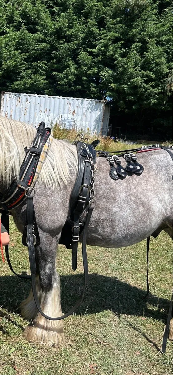 4 wheeler and harness for sale - Image 4
