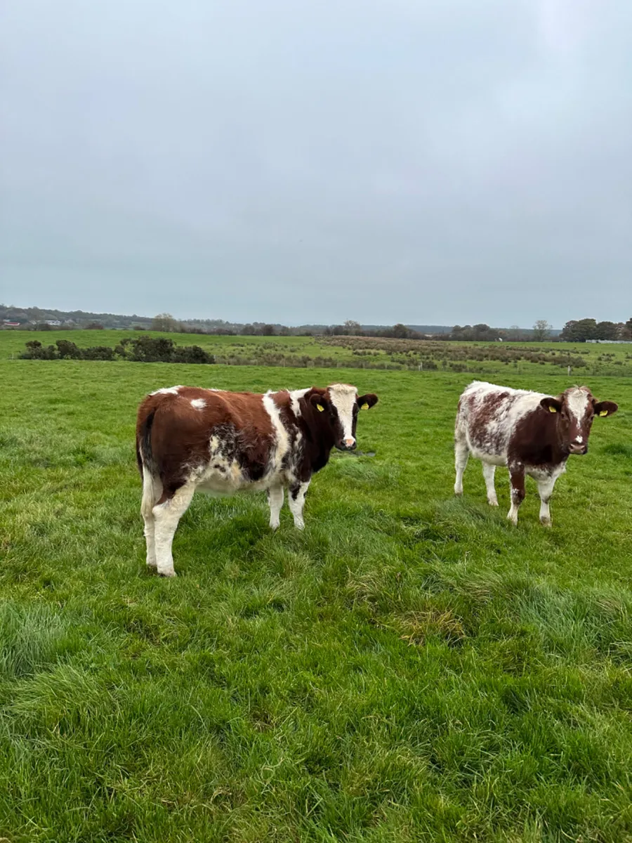 Roaned blue heifers - Image 4