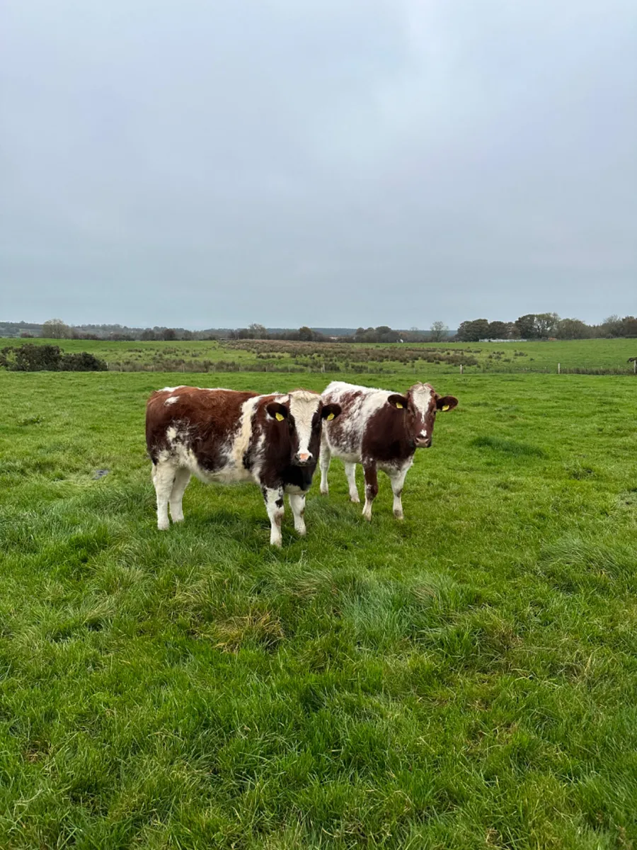 Roaned blue heifers - Image 1