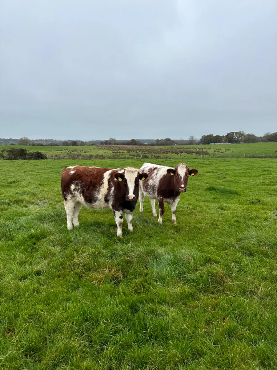 Roaned blue heifers - Image 2