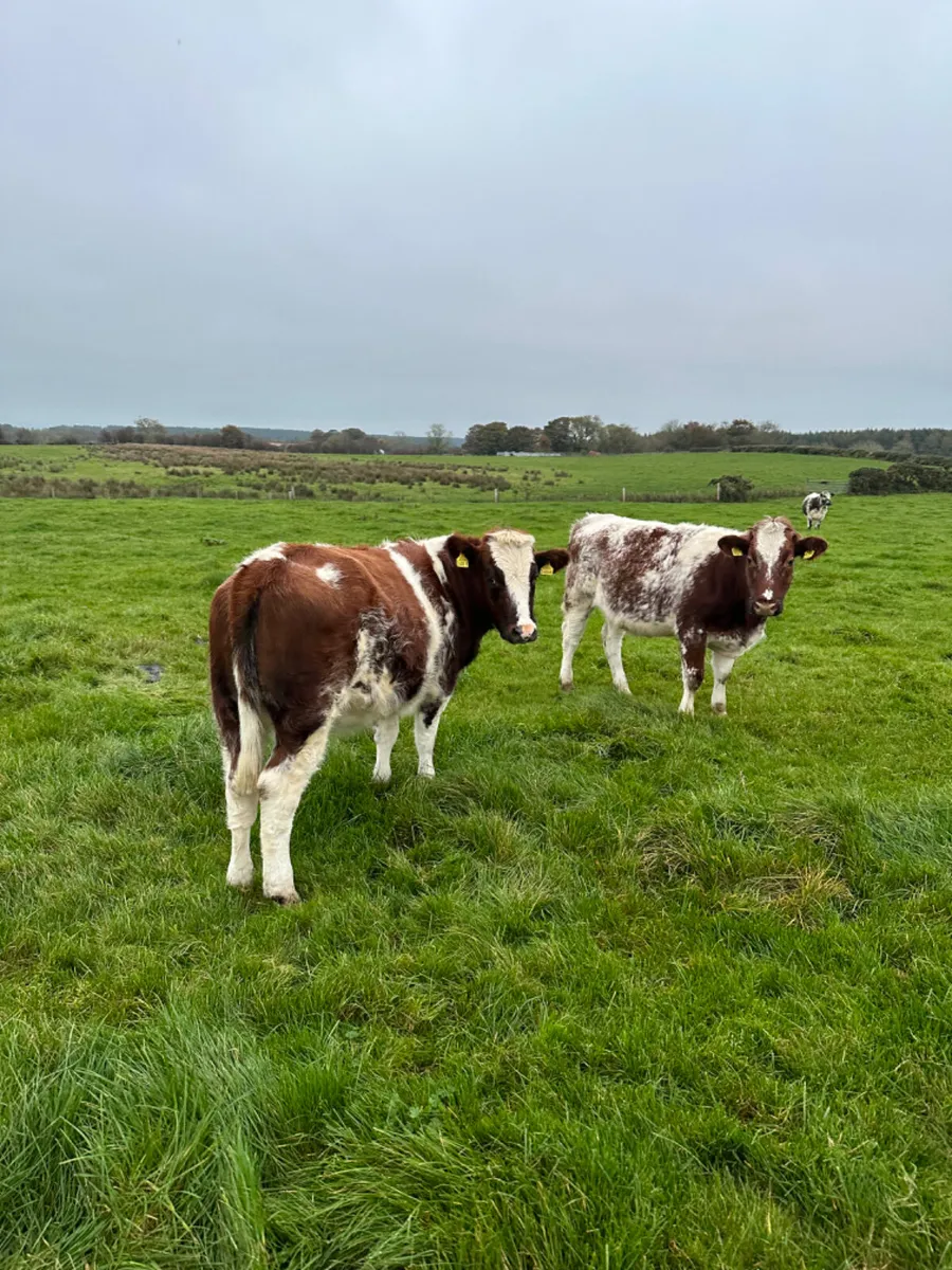 Roaned blue heifers - Image 3