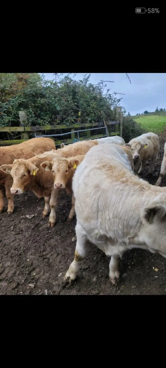 Weanlings - Blessington Mart Friday 17th October - Image 1