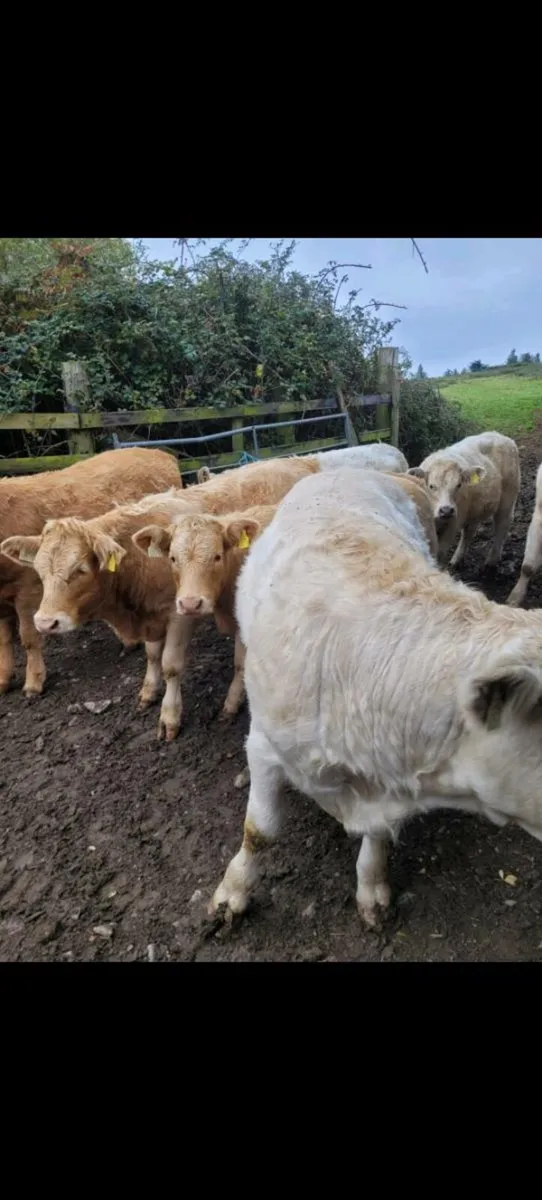 Weanlings - Blessington Mart Friday 17th October - Image 2