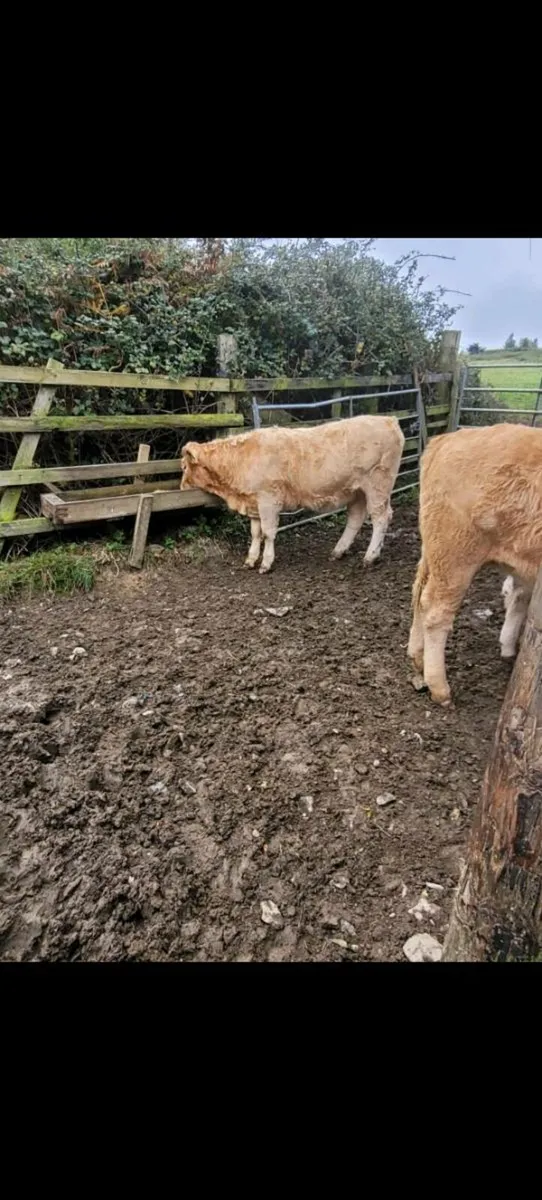 Weanlings - Blessington Mart Friday 17th October - Image 3