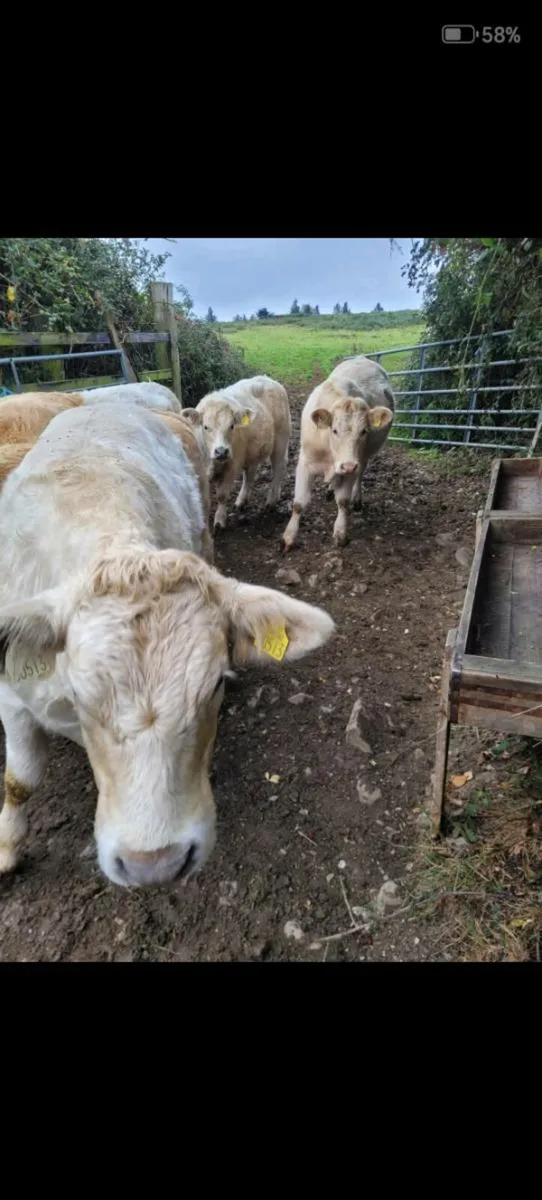 Weanlings - Blessington Mart Friday 17th October - Image 4