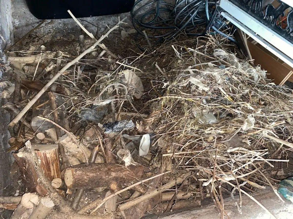 Free Scrap Wood / Fire Wood Collection Only - Image 3