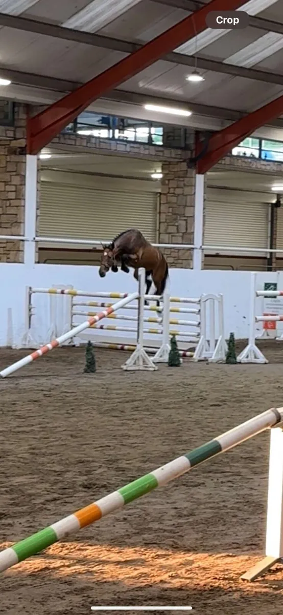 Horse - Image 1