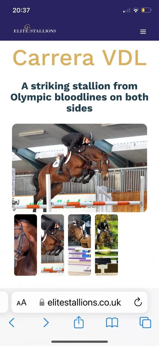 Horse - Image 2