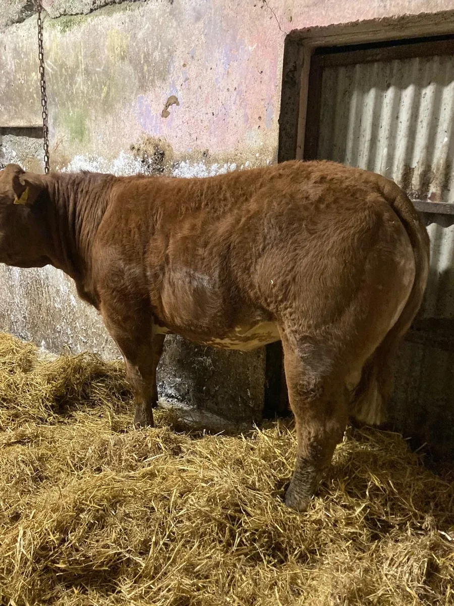 Loyal x BB2247 Heifer Gort Mart 16th Oct - Image 2