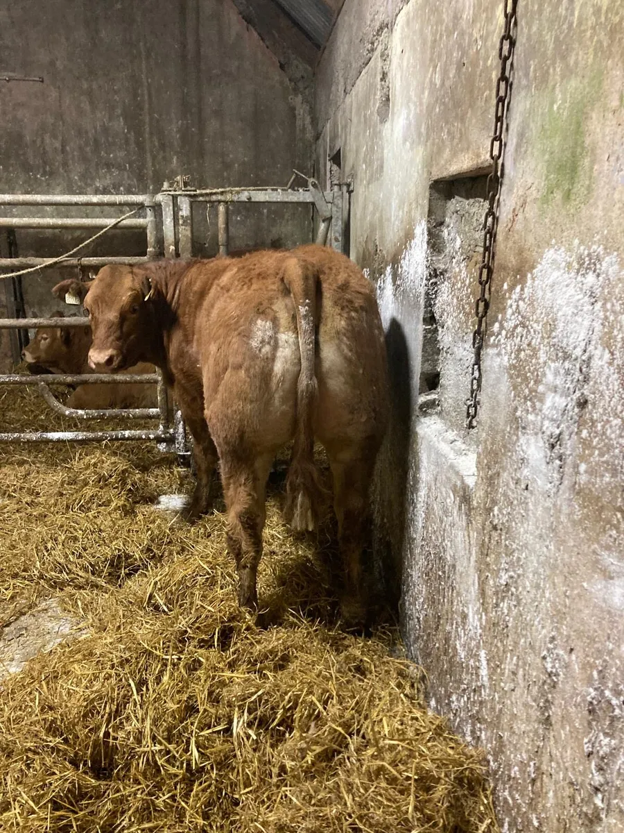 Loyal x BB2247 Heifer Gort Mart 16th Oct - Image 3