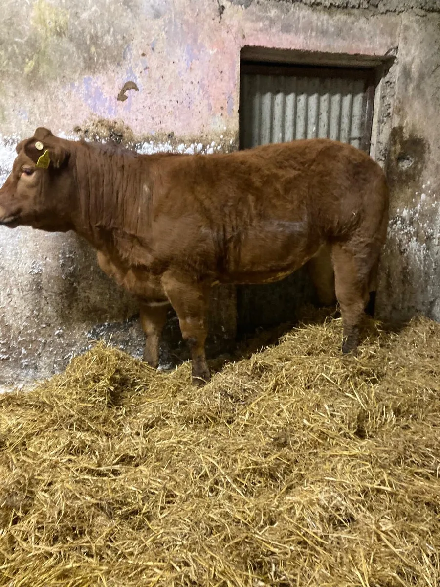 Loyal x BB2247 Heifer Gort Mart 16th Oct - Image 4