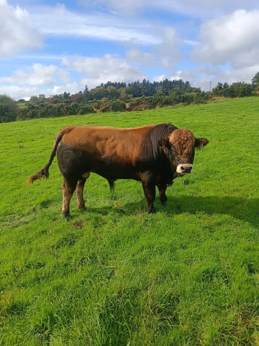 5 Star Aubrac Bulls - Image 1