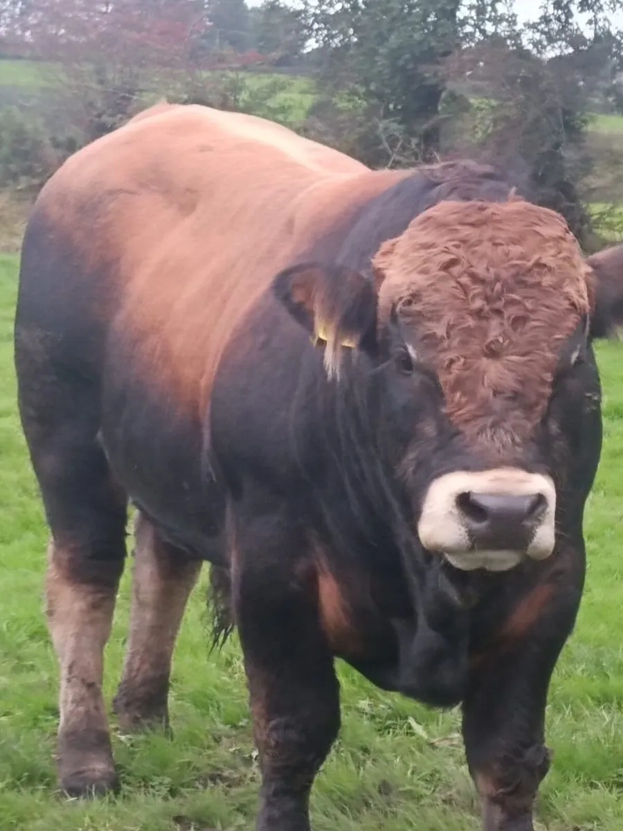 5 Star Aubrac Bulls - Image 2