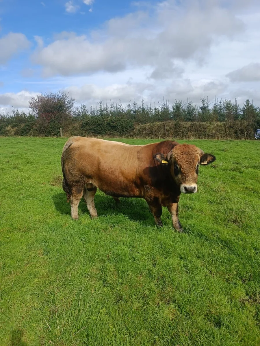 5 Star Aubrac Bulls - Image 3