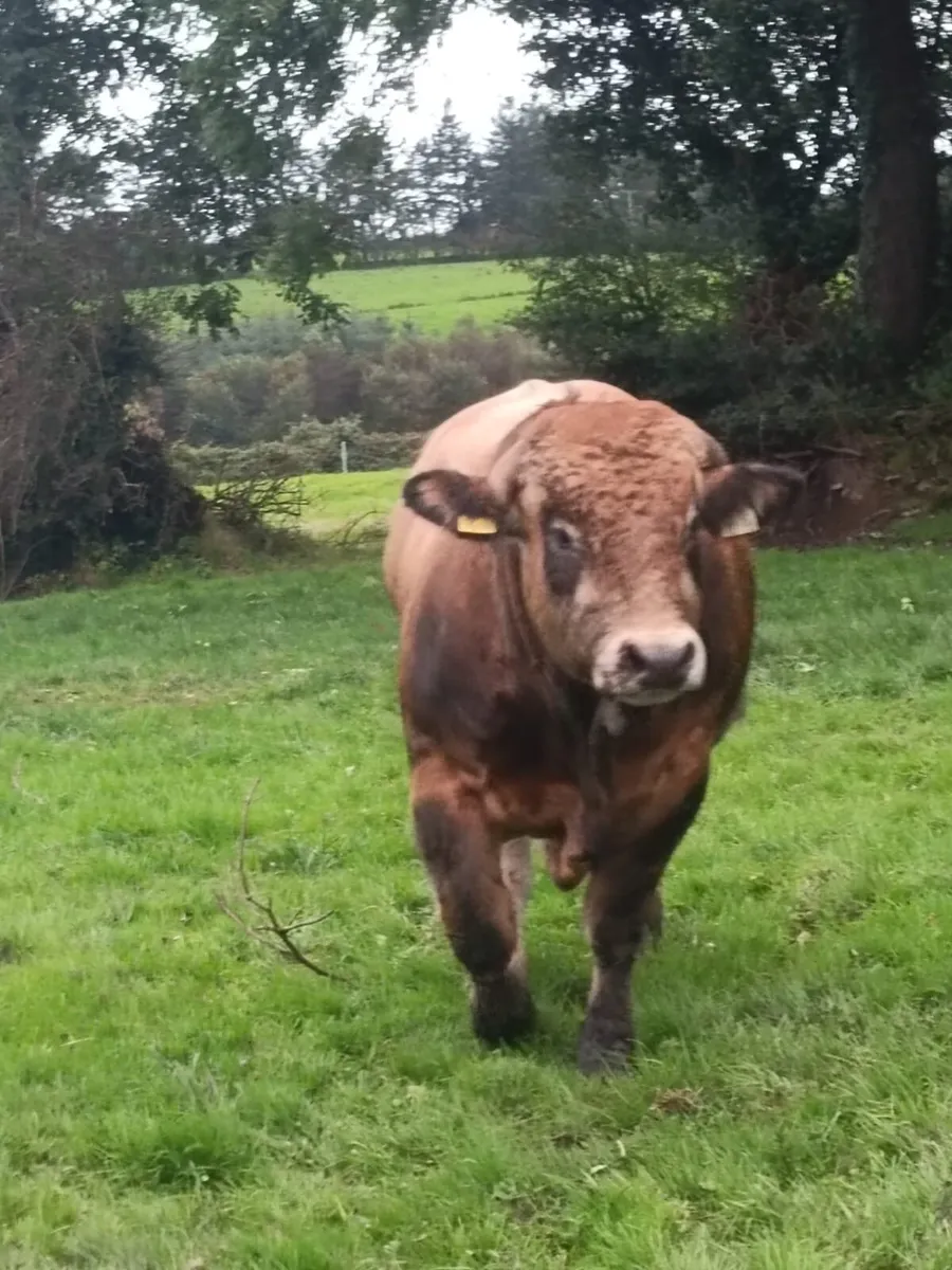 5 Star Aubrac Bulls - Image 4
