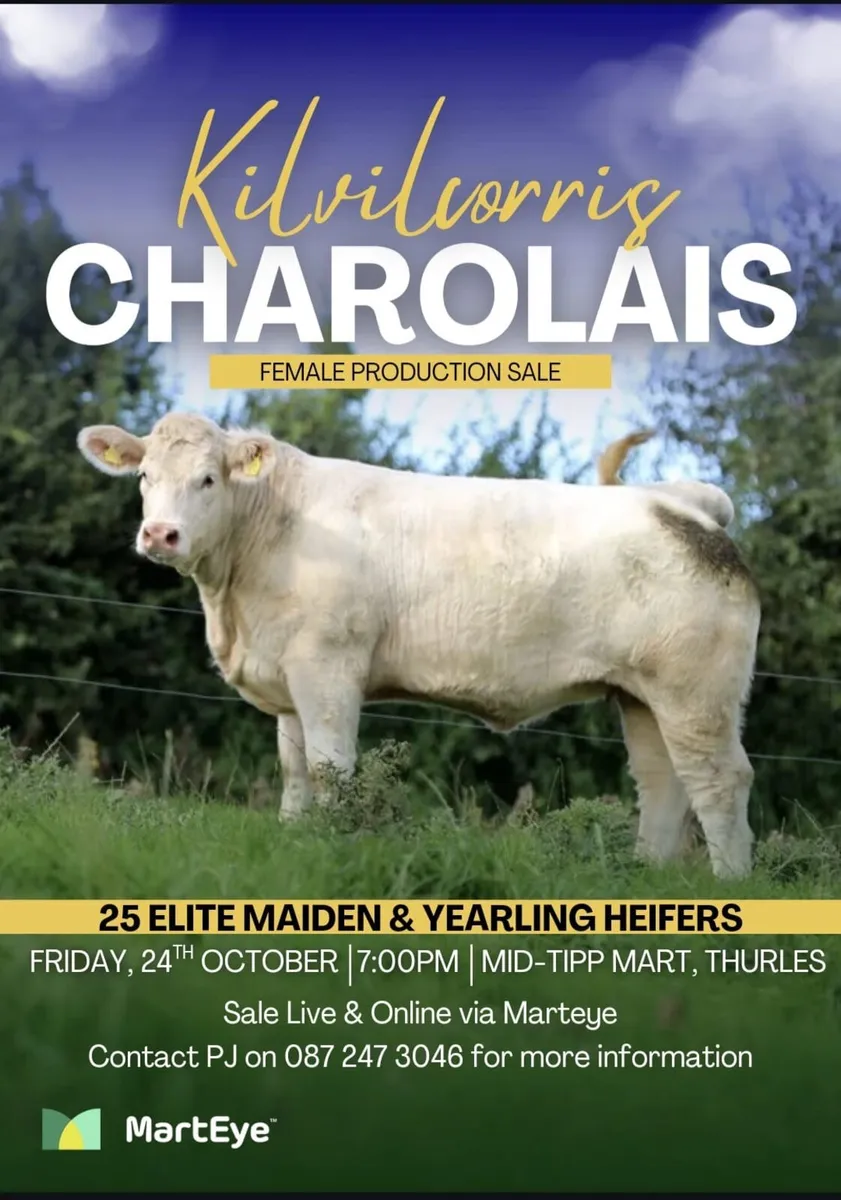 Kilvilcorris Charolais Heifer Sale - Image 1