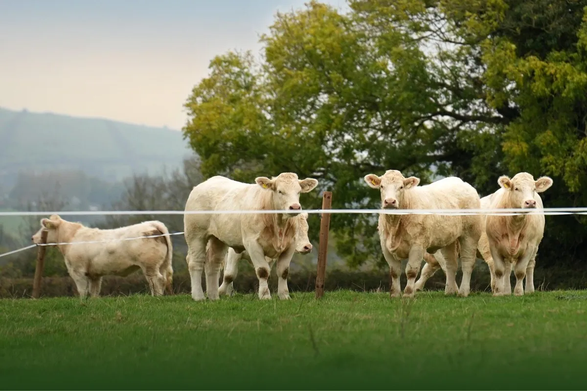 Kilvilcorris Charolais Heifer Sale - Image 2