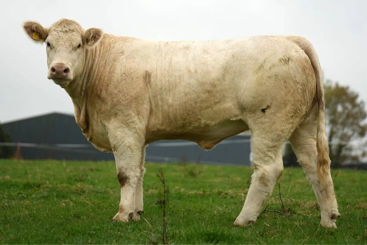 Kilvilcorris Charolais Heifer Sale - Image 3