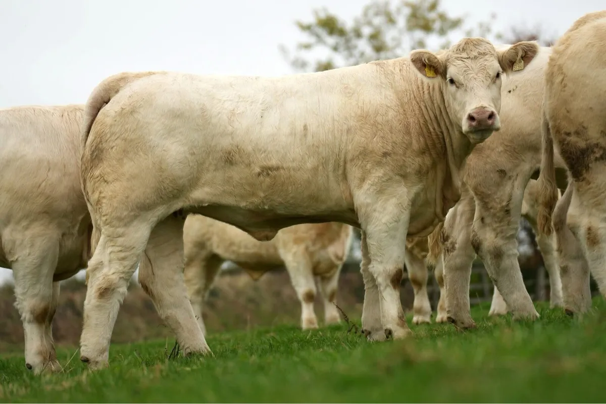 Kilvilcorris Charolais Heifer Sale - Image 4