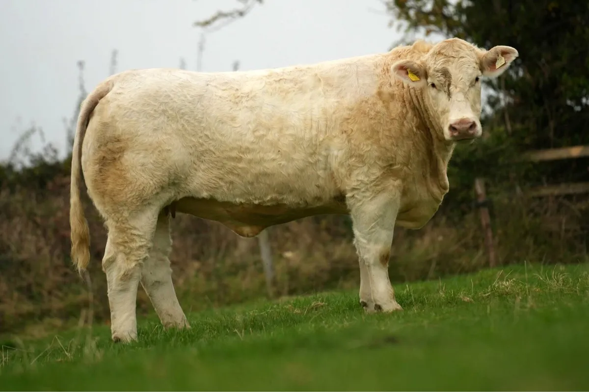 Kilvilcorris Charolais Heifer Sale - Image 3