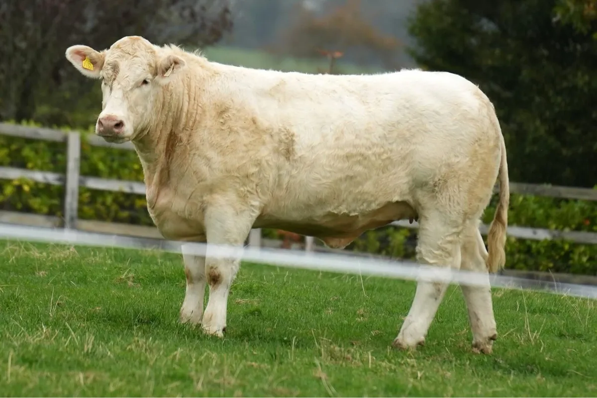 Kilvilcorris Charolais Heifer Sale - Image 4