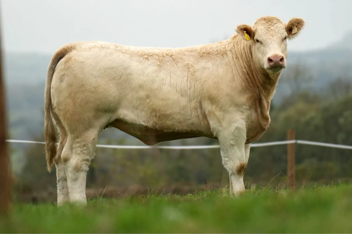 Kilvilcorris Charolais Heifer Sale - Image 4