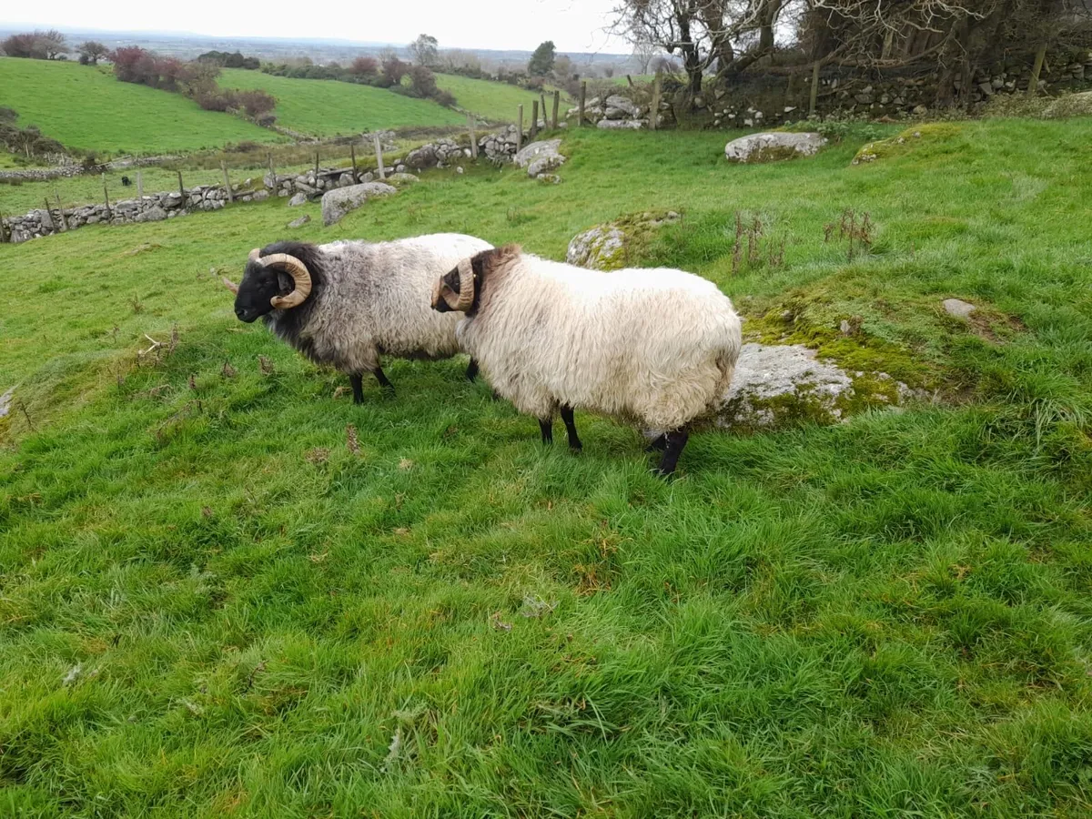 Rams - Image 1