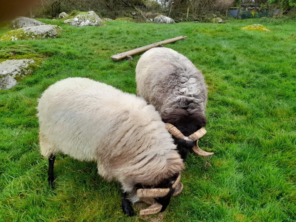 Rams - Image 2