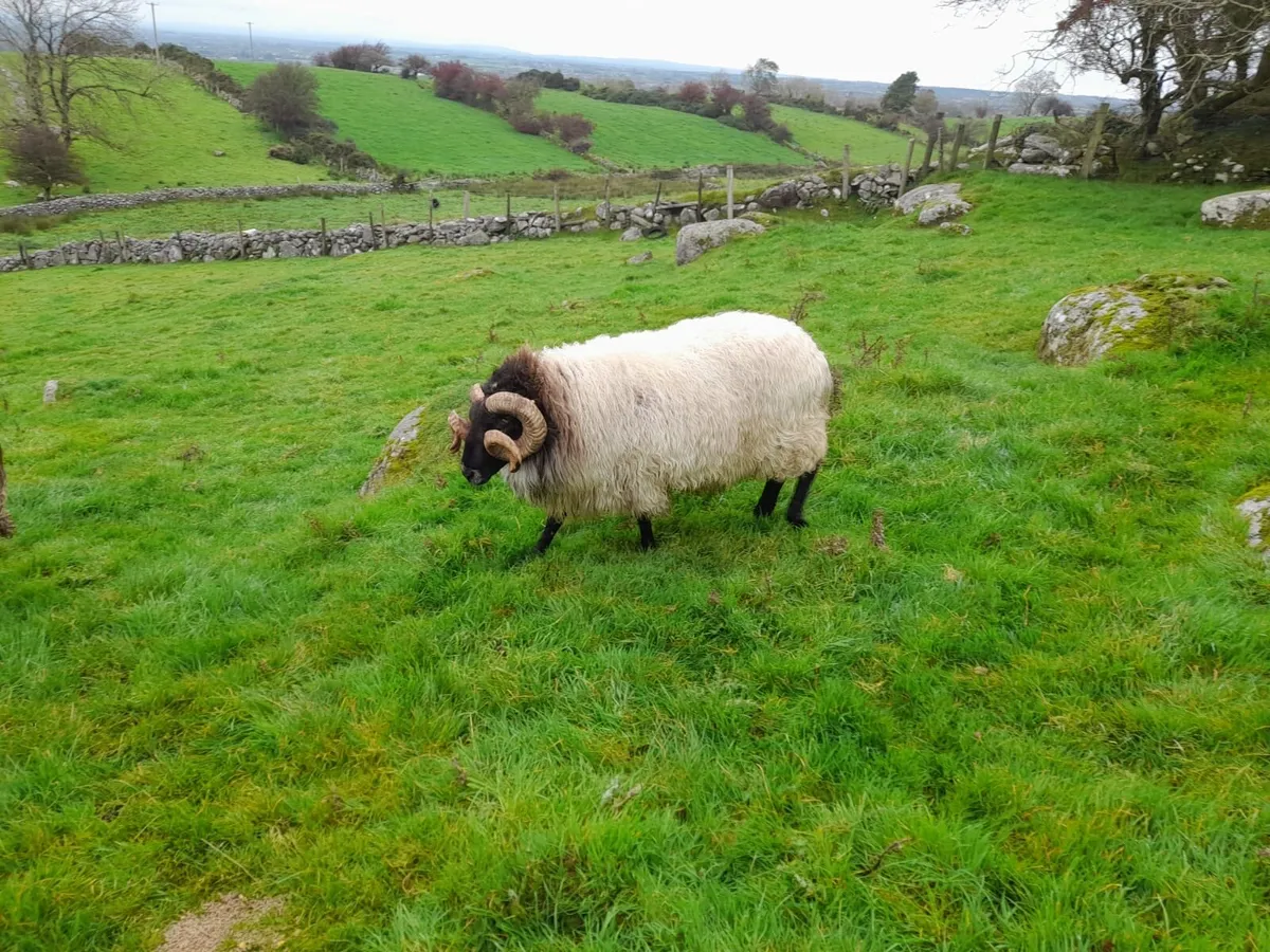 Rams - Image 3