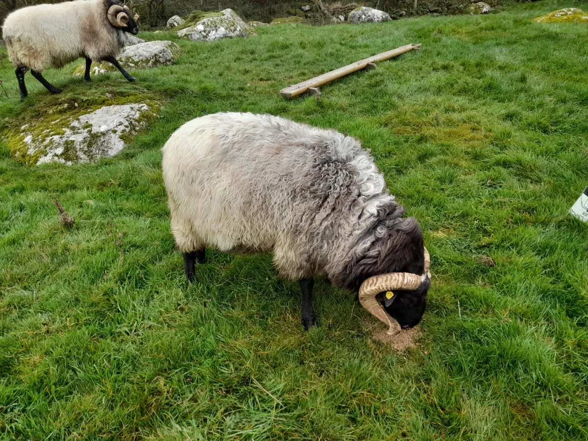 Rams - Image 4