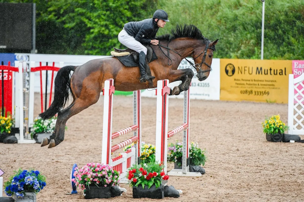Horse - Image 1