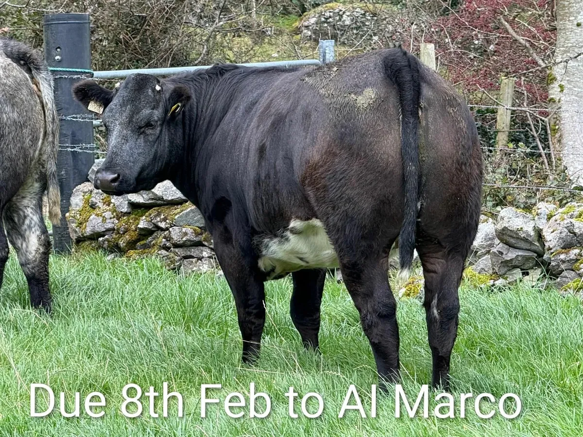 Incalf heifers  Stranorlar Mart 21st Oct - Image 2