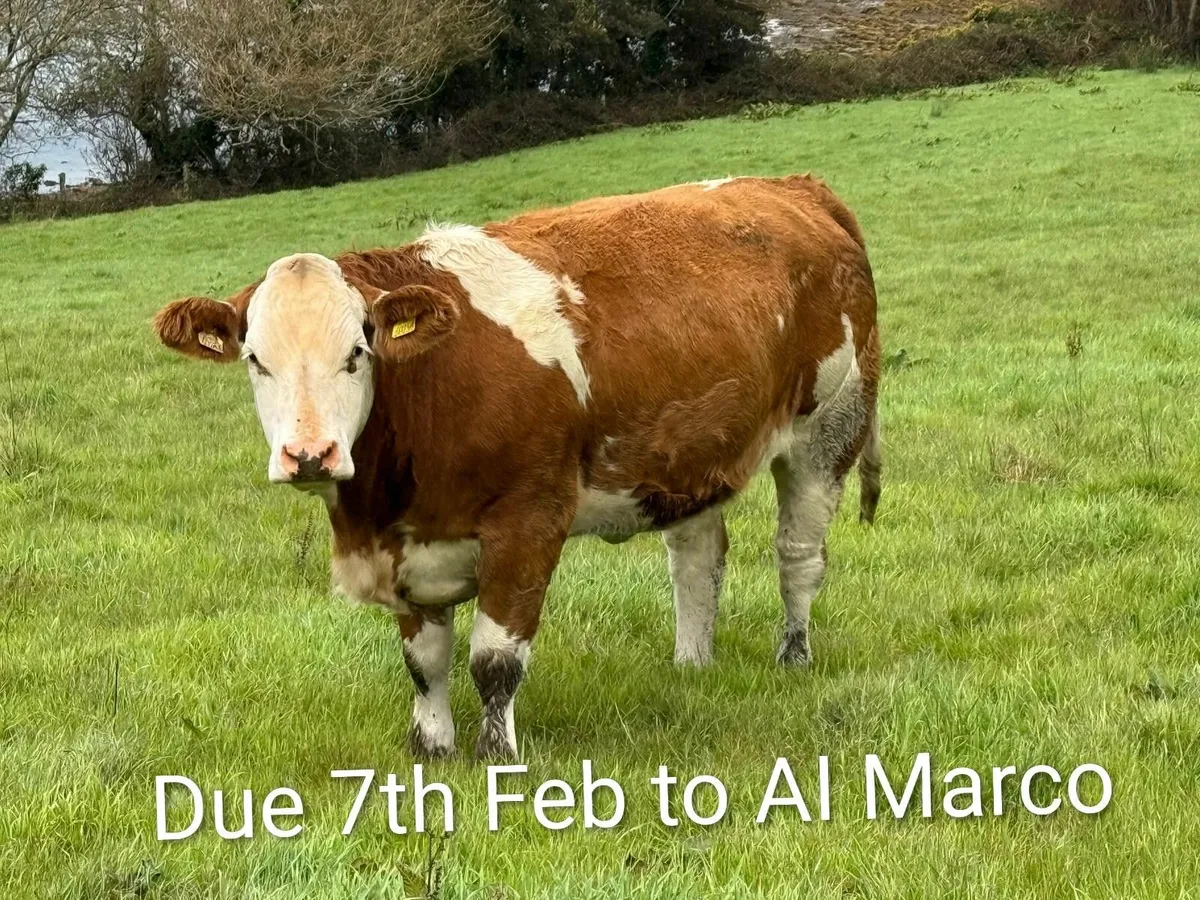 Incalf heifers  Stranorlar Mart 21st Oct - Image 3