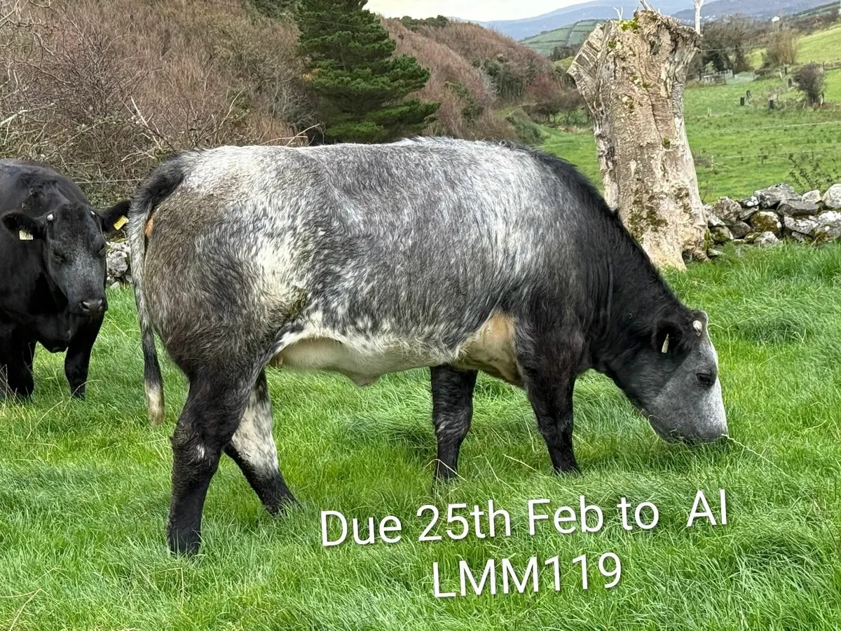 Incalf heifers  Stranorlar Mart 21st Oct - Image 4
