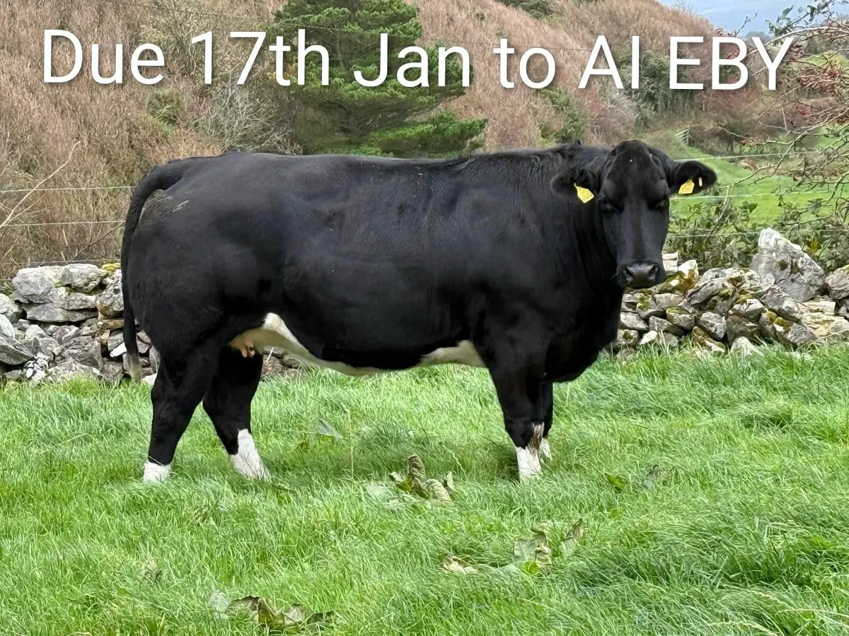 Incalf heifers  Stranorlar Mart 21st Oct - Image 1