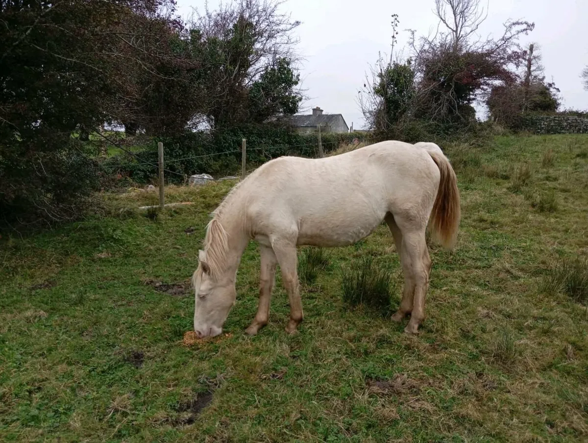Yearling Cream Connemara Filly - Image 2