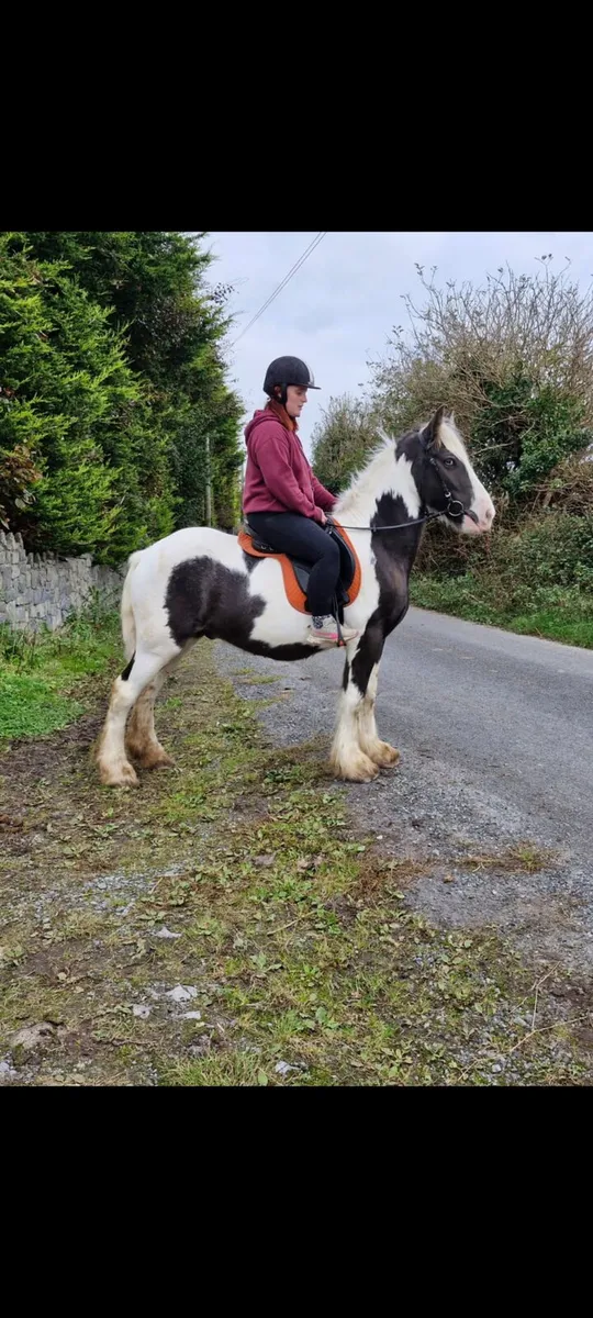Bombproof cob pony - Image 1