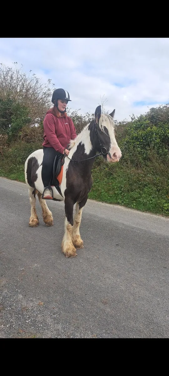 Bombproof cob pony - Image 2