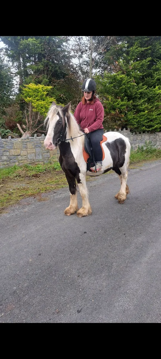 Bombproof cob pony - Image 3
