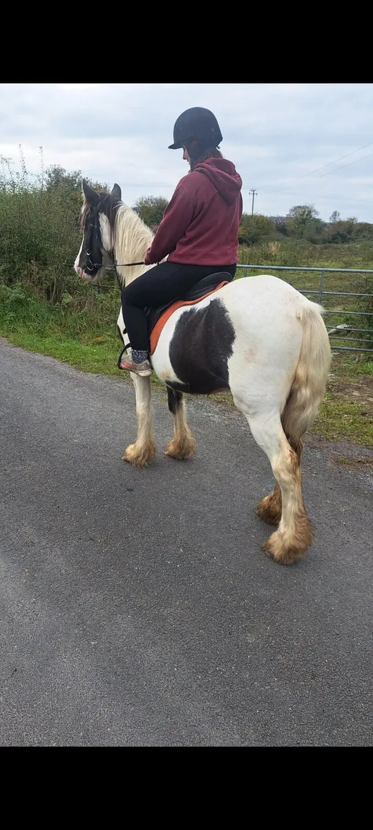Bombproof cob pony - Image 4
