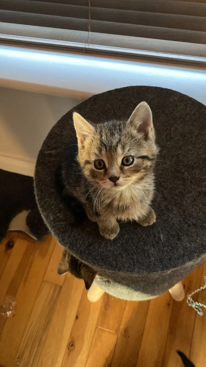 British shorthair X Kittens - Image 1